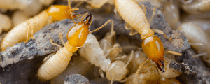 plagas de termitas